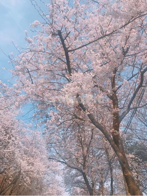 봄,벚꽃,하늘,계절,spring,cherryblossom