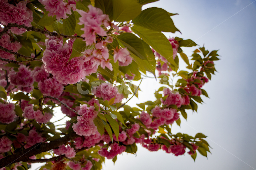 겹벚꽃,겹벚꽃나무,벚꽃,분홍벚꽃,분홍겹벚꽃,cherryblossoms,doublecherryblossom,식물,자연,plants,nature,꽃,flower