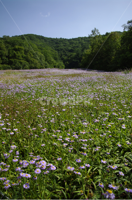 꽃,식물,flower,plant,벌개미취,자연,풍경,nature,landscape,outdoors,옥외,grassland,목초지,field,들,meadow,rural,농촌,farm,농장