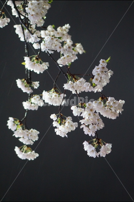 벚꽃,야경,밤,흰색,풍경,봄,봄,계절,spring,season,야경,밤,풍경,nightscape,night,landscape,식물,자연,plants,nature,꽃,flower,plant