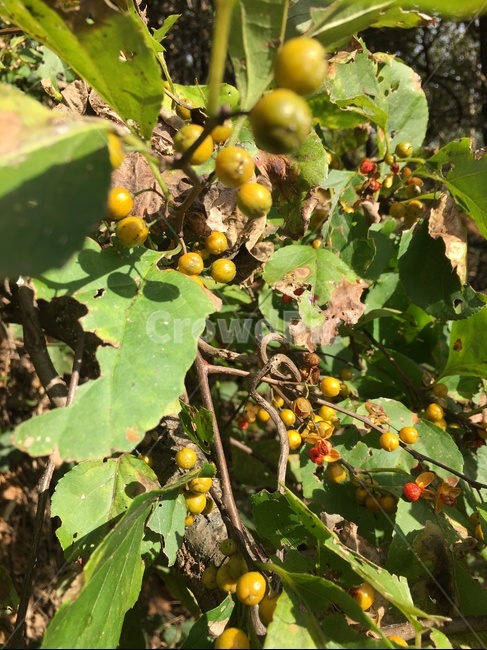 plant,식물,fruit,과일,food,음식