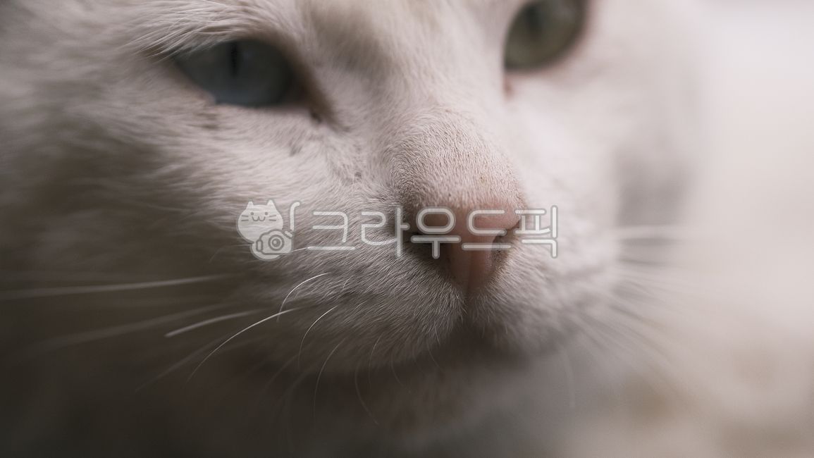 오드아이,oddeye,길고양이,alleycat,동물,고양이,animal,포유류,mammal,길냥이,streetcat,귀여운냥이,cute,아빠고양이,whitecat,하얀고양이,고양이발바닥,젤리고양이,동물,animal,포유류,mammal,고양이,cat,kitten,kitty