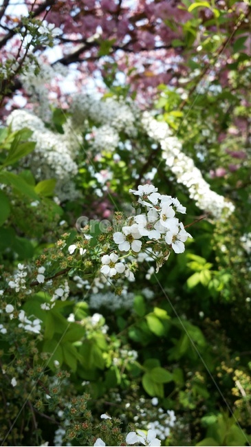 spring flowers,spring,white flower,Playing with food,refreshing feeling