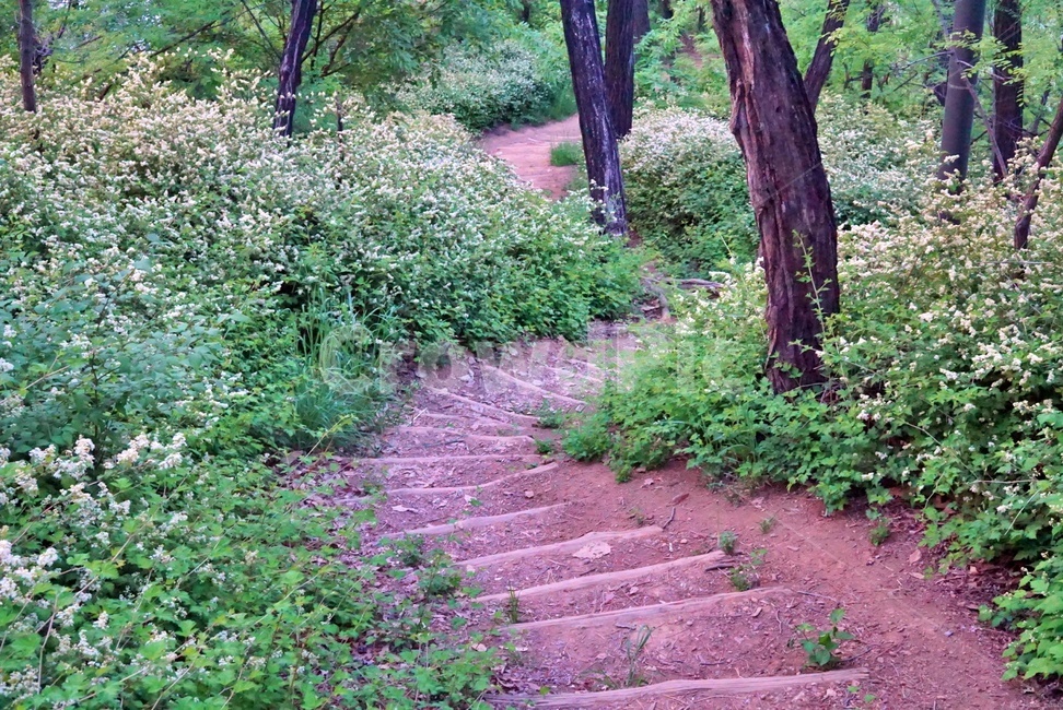 숲,숲길,계단,산,자연,풀,오솔길,뒷산,뒷동산,path,nature,mountain,forest,stair,stairs