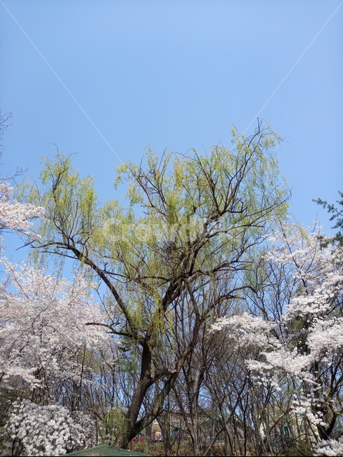 버드나무,봄,봄날,하늘,벚꽃,푸른하늘,초록나무,하얀꽃,꽃나무,나무,plant,식물,자연,nature,blue,green,white,색감