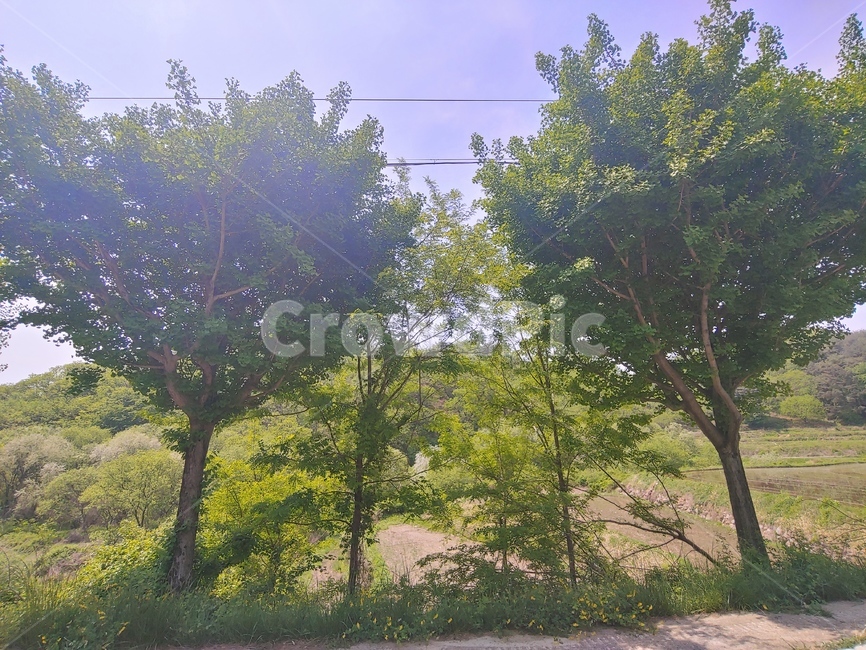 tree,plant,식물,treetrunk,나무줄기