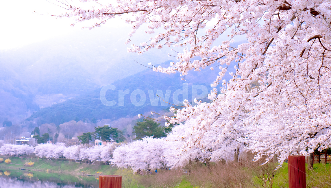 plant,식물,flower,cherryblossom,벚꽃,blossom,꽃,봄,계절,spring,season,식물,자연,plants,nature,꽃,flower