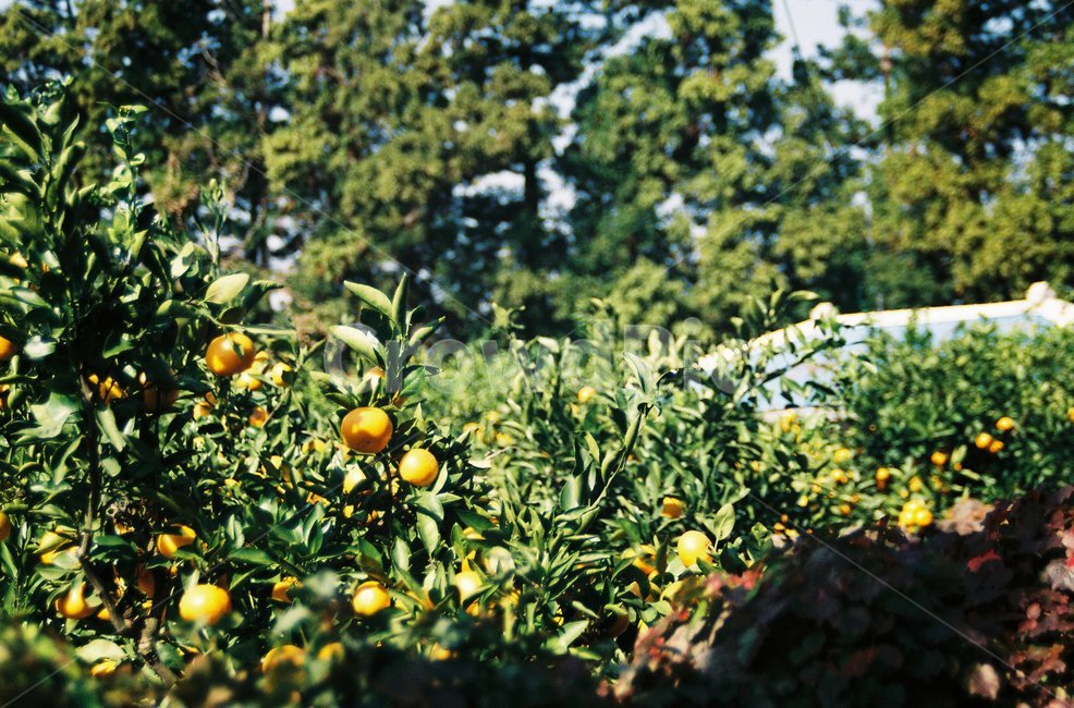 제주도,가을,식물,persimmon,jeju,귤,citrusfruit,돌담,귤나무,필름,필름사진,film,과일,열매,fruit,농업,농사,agriculture,farming,farming industry