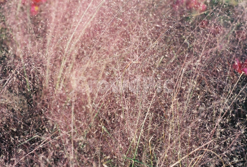 핑크뮬리,식물,감성사진,가을,필름사진,NikonEM,가을,계절,fall,autumn,season,식물,자연,plants,nature,감성,sensible,feeling,grass,잔디,plant