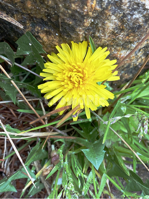plant,식물,blossom,꽃,flower,민들레,노랑색,야생화,봄
