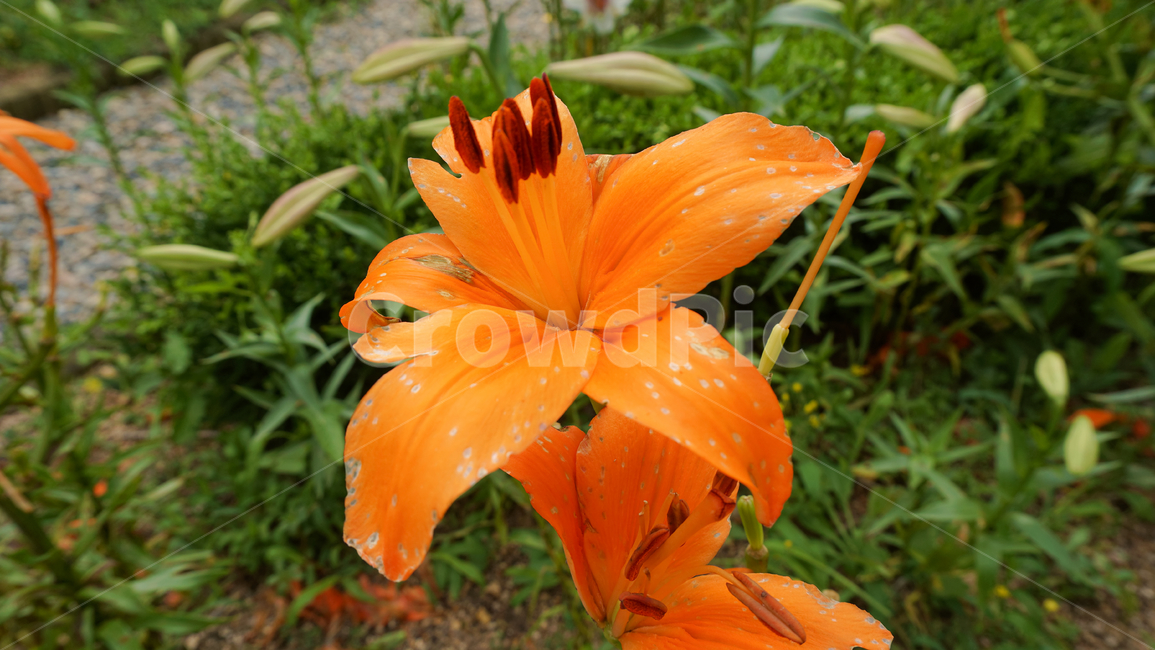 식물,접사,꽃,자연,녹색,힐링,신선함,season,plantsnature,flower,sensiblefeeling,색깔,색상,색채,색감,colorsense,colorsensitivity,feelingofcolor,감성,평온함