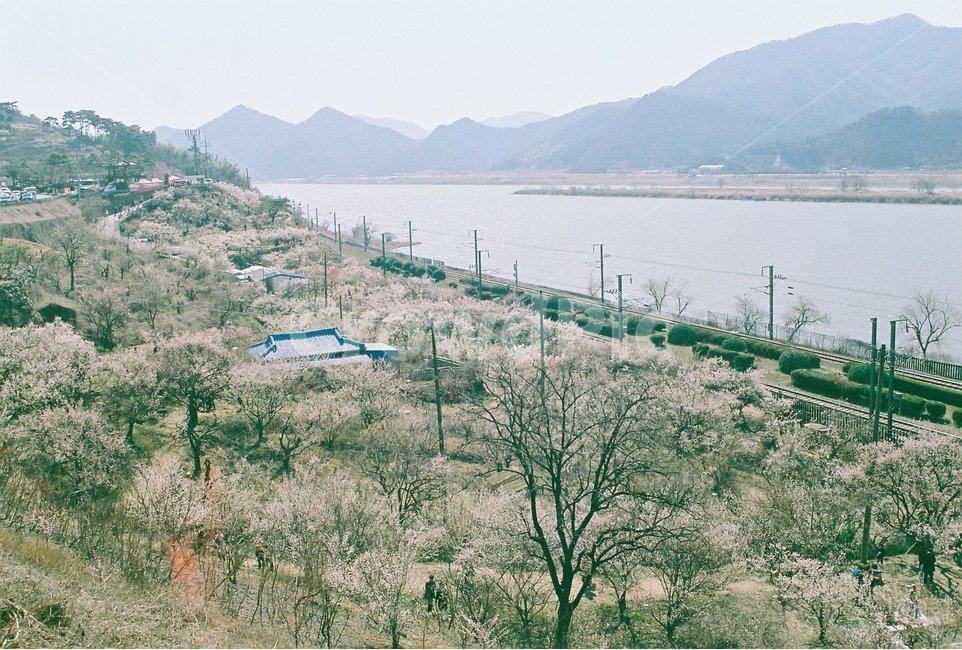 매화마을,봄꽃,필름사진,매화축제,원동매화마을,감성사진,아날로그감성,레트로사진,봄,계절,spring,season,시골,마을,풍경,landscape,country,rural,town,감성,sensible,feeling,nature,자연,outdoors,옥외,scenery,경치