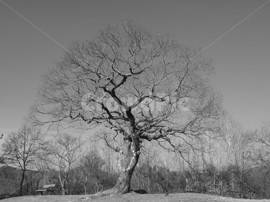 나무,서낭나무,흑백사진,쓸쓸함,겨울,자연,풍경,nature,landscape,흑백,모노톤,monochrome,black and white,tree,plant,식물,oak,오크