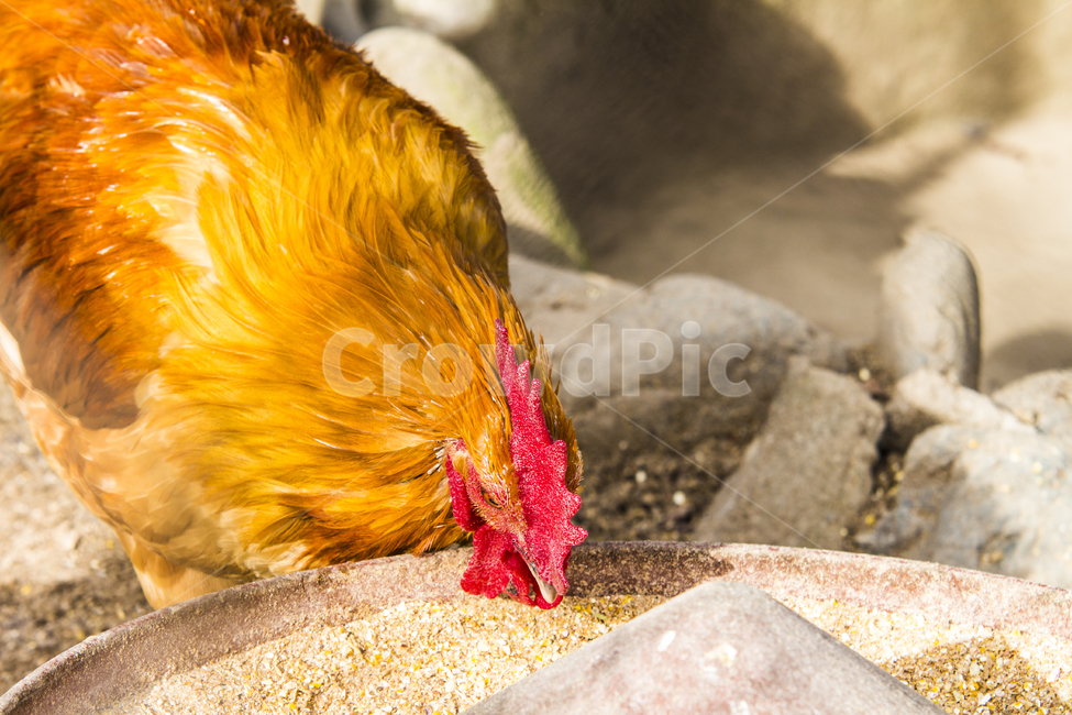 동물,닭,토종닭,수탉,새,조류,부리,가축,닭띠,동물,animal,조류,새,birds