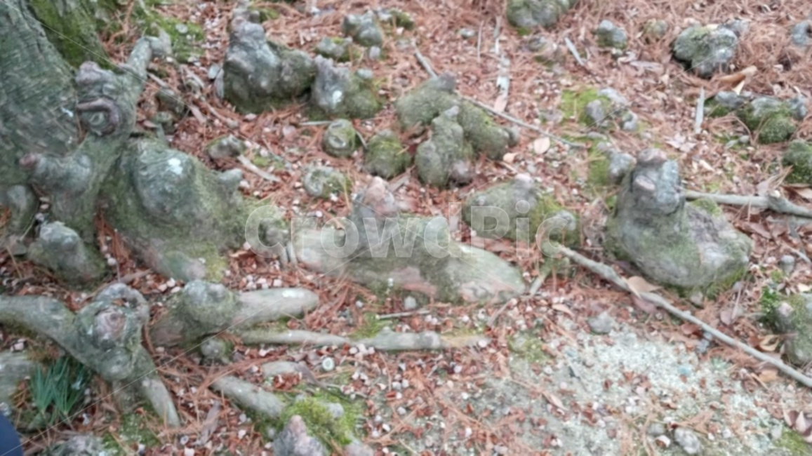 낙우송,낙우송기근,기근,자연,식물,식물,자연,plants,nature