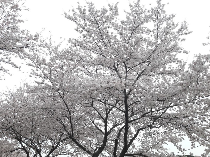 벚꽃,벚꽃축제,봄꽃,봄,나무,plant,식물