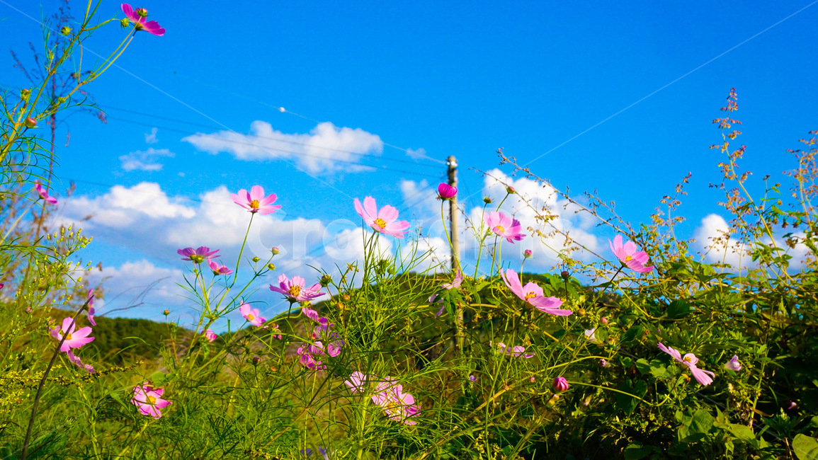코스모스,분홍색,풍경,꽃,분홍꽃,가을,계절,fall,autumn,season,식물,자연,plants,nature,꽃,flower,grassland,목초지,outdoors,옥외,field,들,farm,농장,rural,농촌,meadow