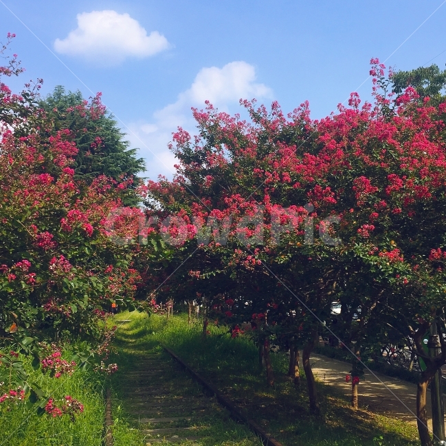 철길,백일홍,하늘,구름,풍경,자연,풍경,nature,landscape,plant,식물
