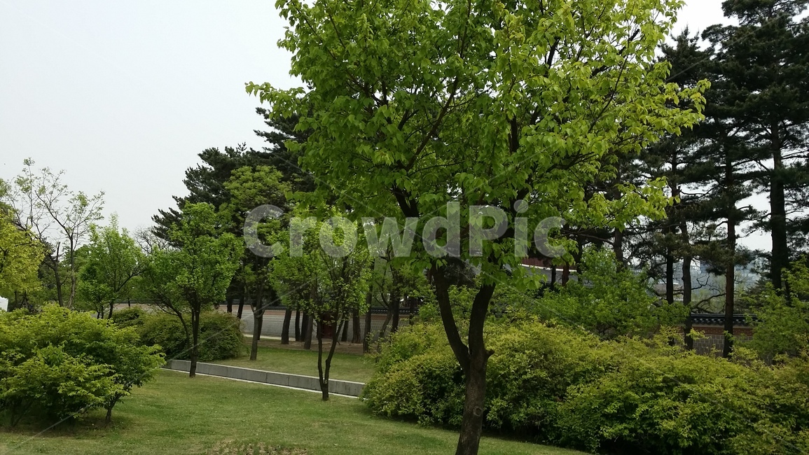 나무,트리,공원,자연,초록,tree,풍경,자연,풍경,nature,landscape,plant,식물,tree trunk,나무 줄기