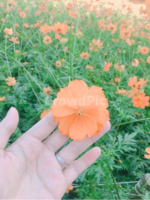 꽃,노랑코스모스,코스모스,이쁜꽃,손바닥