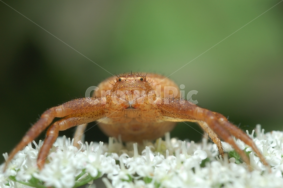 자연,접사,매크로,마이크로,곤충,Nature,closeup,macro,micro,insects,거미,동물,animal,곤충,벌레,insect,bug