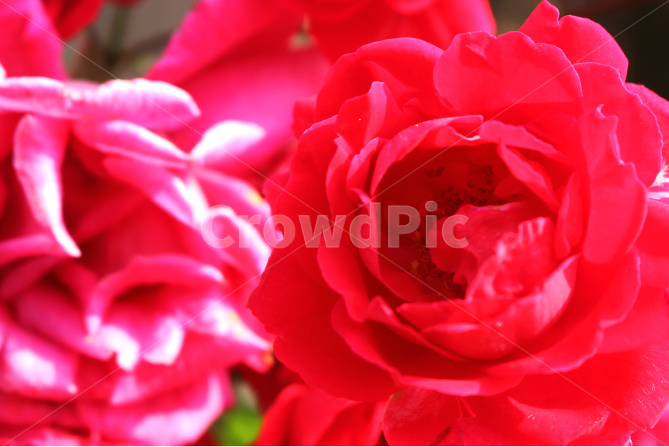 감성사진,자연,하늘,꽃,장미,색감,보정,flower,sky,summer,nature,red,color,식물,자연,plants,nature,꽃,flower