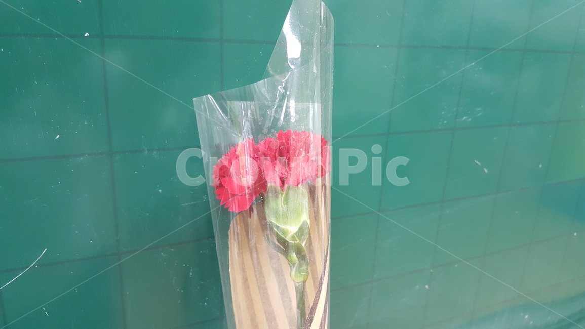 카네이션,감사,꽃,스승,스승의날,기념일,축하,anniversary,congratulation,celebrate,celebration,교육,학교,공부,education,learning,study,school