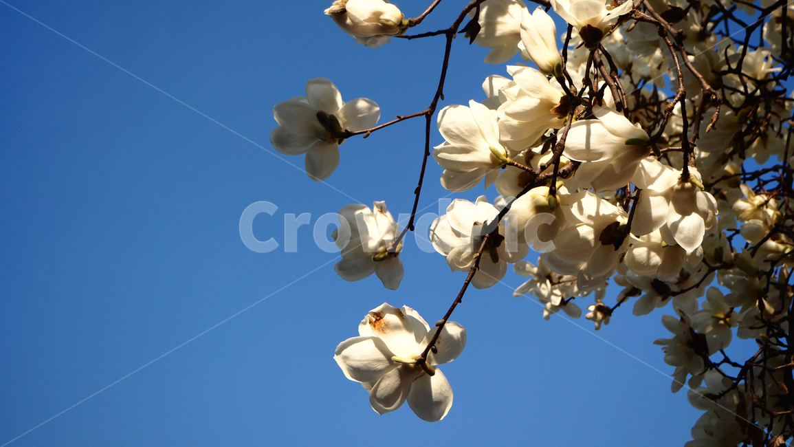 plant,식물,목련,magnolia,봄,spring,감성사진,light,색감,emotion,풍경,sensible,feeling,산책,길거리,발견,꽃,flower,하얀색,푸른하늘,봄풍경,따스함,햇빛