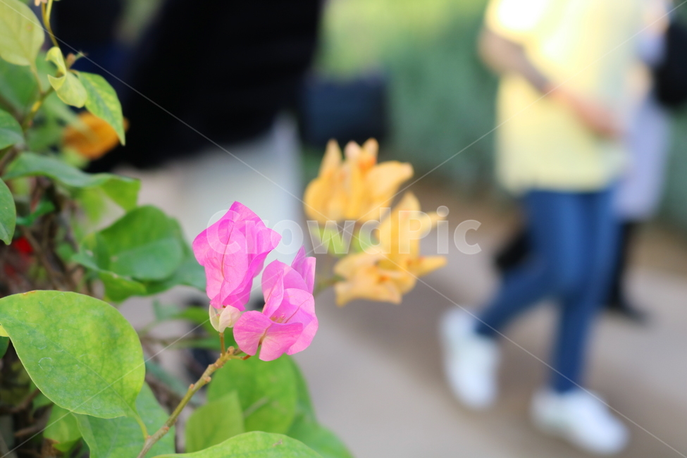 꽃,부켄베리아,부켄빌리아,식물,나무,분꽃과,열대식물,자연,식물원,식물,자연,plants,nature,꽃,flower
