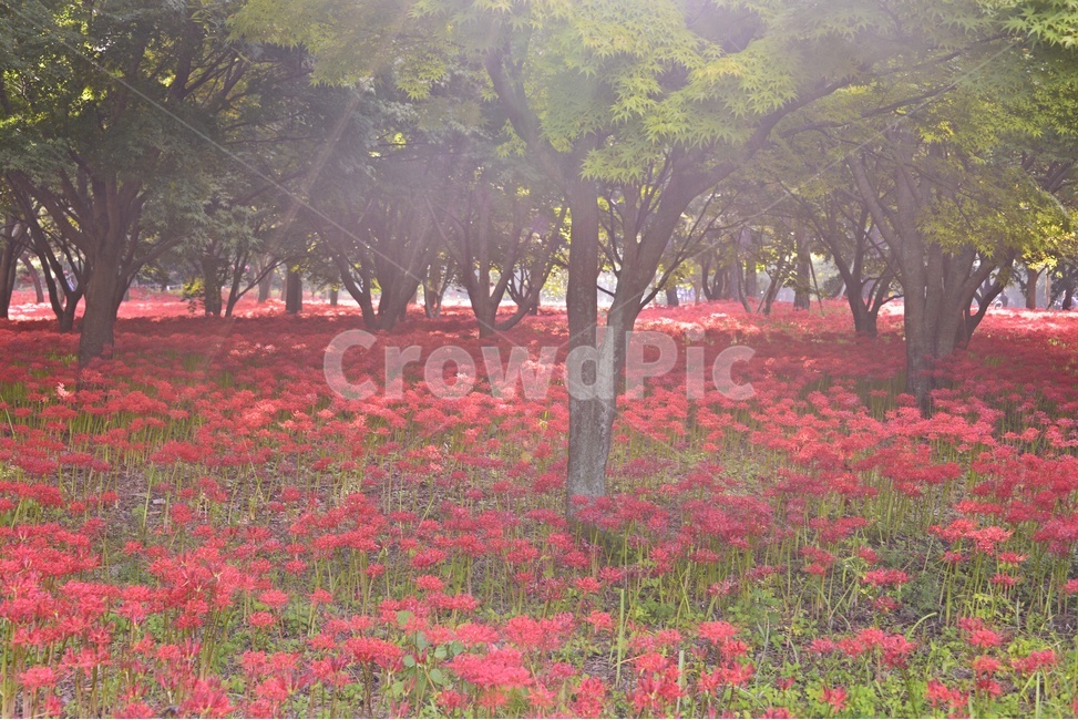 영광,불갑사,꽃무릇,꽃무릇축제,축제,plant,식물,tree,나무,treetrunk,나무줄기,자연,풍경,nature,landscape,식물,plants,꽃,flower