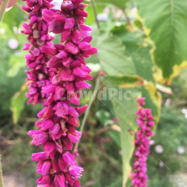 여뀌,분홍색,바탕화면,밝은,생기있는,초충도,가을,식물,자연,plants,nature