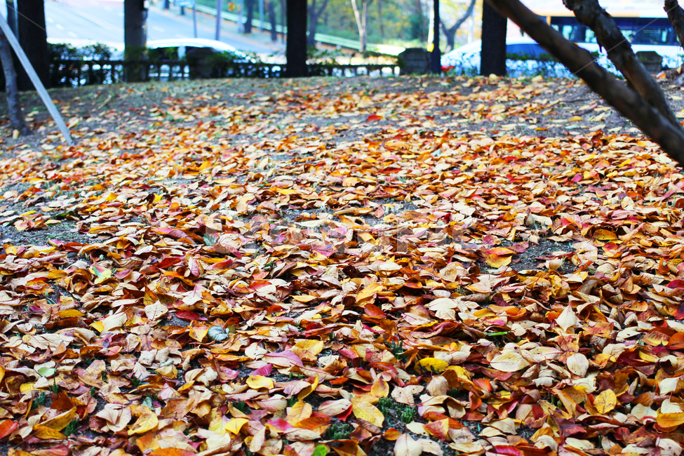 가을,자연,하늘,단풍,maple,autumn,nature,sky,가을,계절,fall,autumn,season,leaf,잎,plant,식물,petal,꽃잎,flower,꽃,blossom,ground,바닥