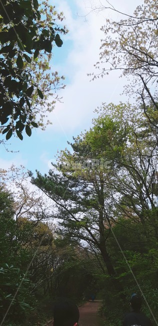제주도,나무,하늘,구름,날씨맑음