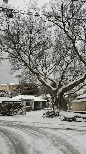 눈,겨울,겨울나무,눈길,풍경,제주도,돌담길,겨울,계절,winter,season,제주도,jeju,jeju island,시골,마을,풍경,landscape,country,rural,town,tree,나무,plant,식물,nature,자연