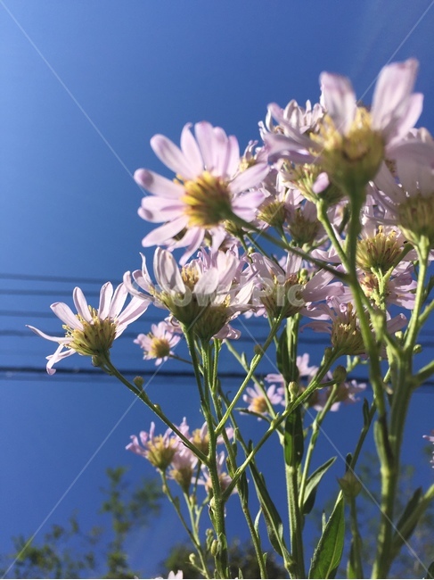 꽃,코스모스,하늘,flower,식물,plants,cosmos,sky,들꽃,식물,자연,plants,nature,꽃,flower