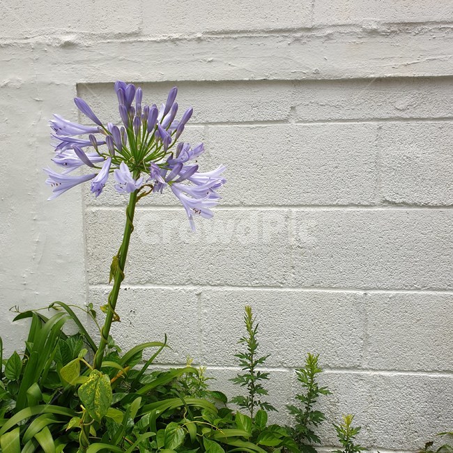 꽃,들꽃,보라색,풀,담벼락,식물,근접,보라꽃,flower