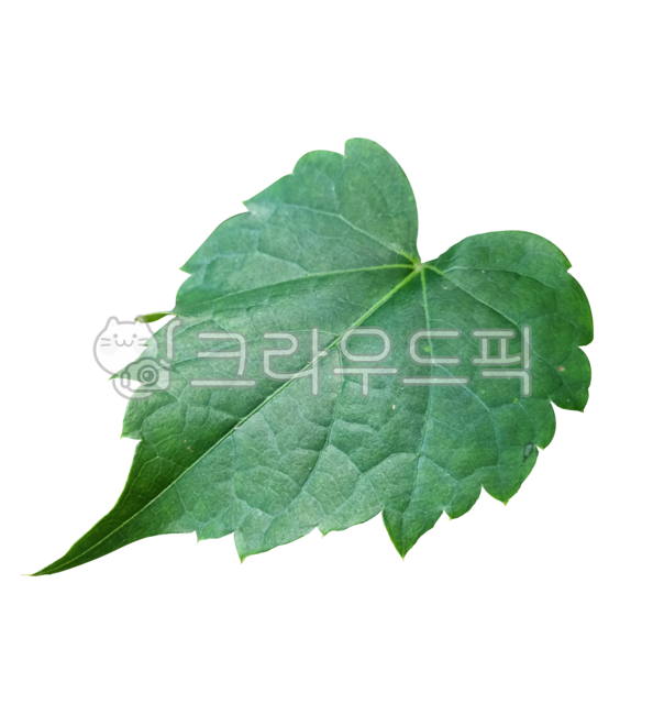 담쟁이넝쿨,백그라운드,배경,패턴,무늬,1개,leaf,잎,plant,식물,담쟁이,담쟁이잎,나뭇잎,png