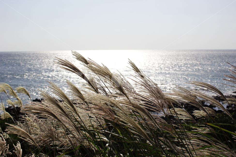 억새꽃,억새,가을,제주억새꽃,올레길,제주올레길,힐링,자연,풍경,nature,landscape,식물,plants,grass,잔디,plant,lawn,reed,갈대,animal,동물,bird,새