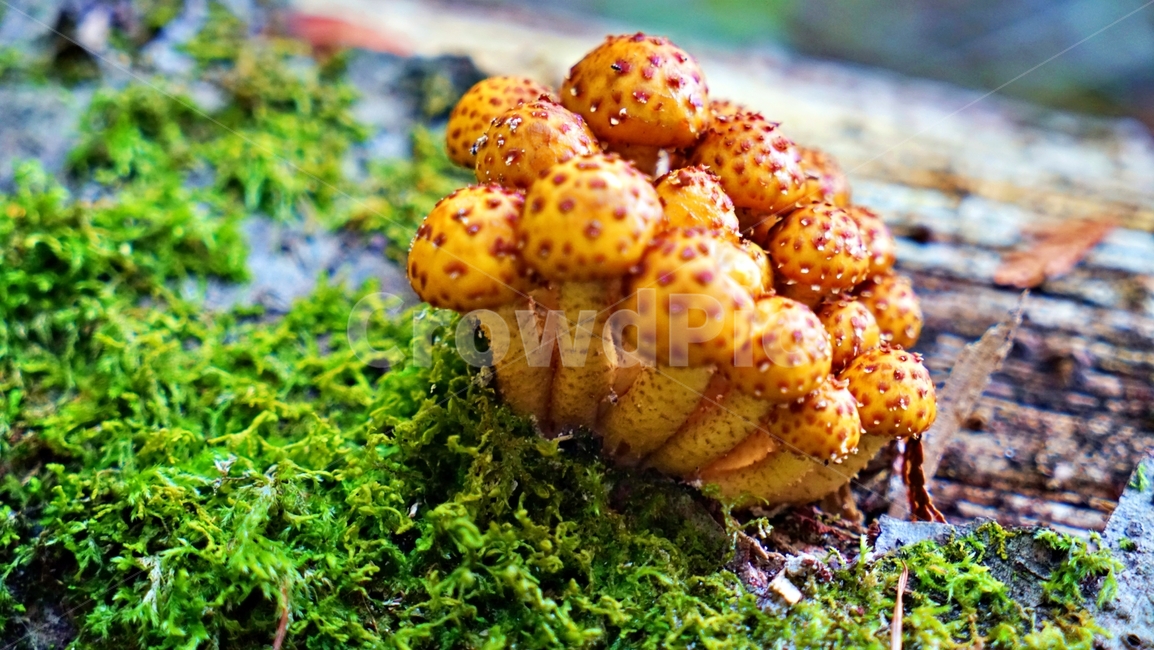 버섯,mushroom,fungus,곰팡이,균사,버섯,mushroom