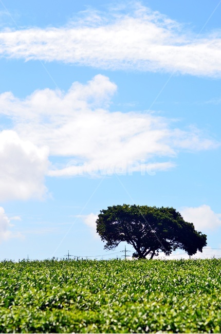 구름,나무,하늘,녹차밭,자연풍경,자연,풍경,뭉게구름,자연,풍경,nature,landscape,tree,plant,식물