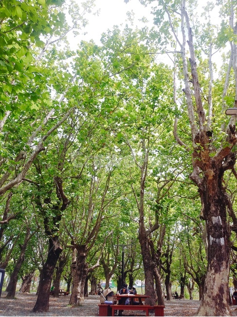 식물,자연,풍경,시민공원,정자,나무,trees,wood