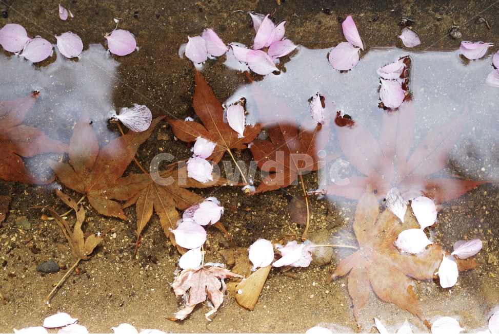 봄,벚꽃,꽃잎,봄꽃,꽃,낙엽,단풍,물,반영,자연,계절,spring,nature,natural,beauty,beautiful,sakura,cherryblossom,petal,pink,maple,leaf,autumnleaf,water,flower,봄,계절,spring,season,꽃,flower,잎,plant,식물,tree,나무