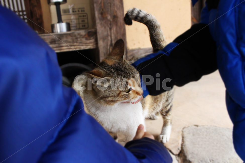 고양이,동물,길고양이,반려동물,귀영운동물,동물,animal,포유류,mammal,고양이,cat,kitten,kitty