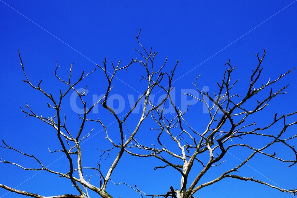 풍경,나무,식물,가을,겨울,겨울,계절,winter,season,식물,자연,plants,nature,나무,trees,wood