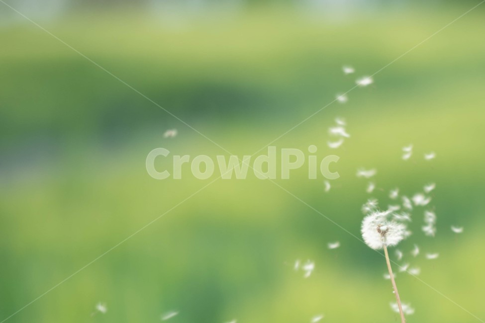 민들레,민들레홀씨,민들레씨,흩날리다,봄,푸르름,홀씨,날리다,단델리온,dandelion,spore,씨,seed,blow,blowoff,blowing,fly,flutter,scatter,seeding,식물,자연,plants,nature,꽃,flower
