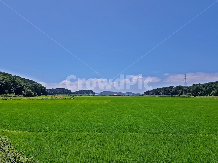 초원,하늘,벌판,논밭,농작물,구름,grassland,sky,farmland,자연,풍경,nature,landscape,한국자연풍경,한국자연경관,korea nature landscape,농업,농사,agriculture,farming,farming industry,plant,식물,grass,잔디,field,들,outdoors,옥외,목초지