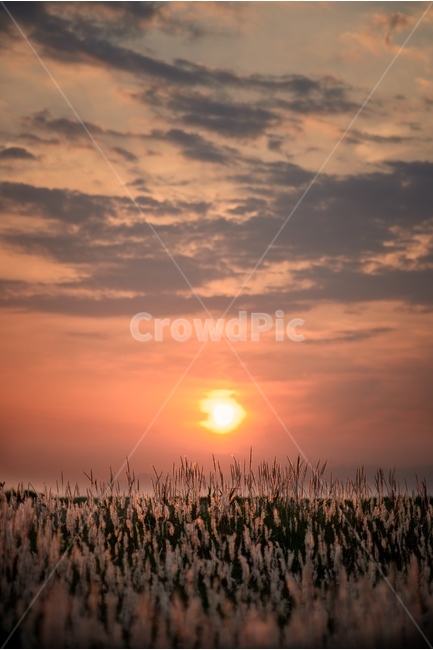 노을,일몰,태양,억새풀,풍경,자연,풍경,nature,landscape,outdoors,옥외,grass,잔디,plant,식물