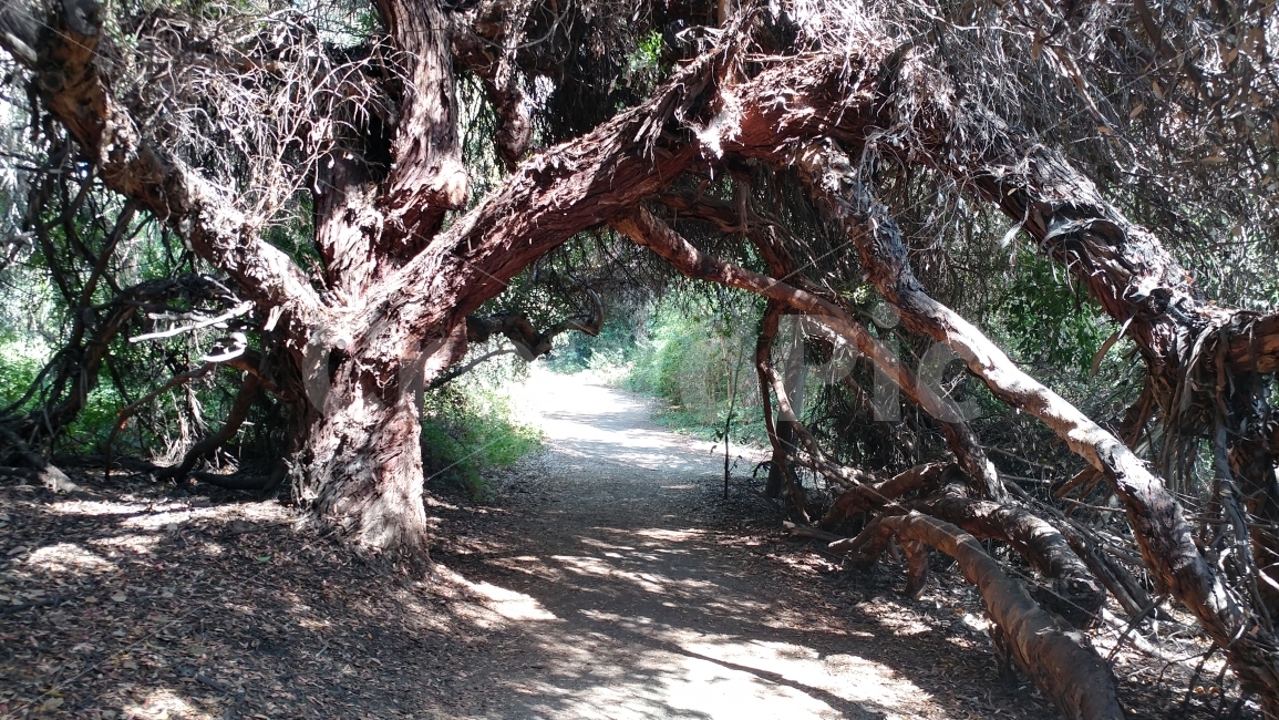 숲,여름숲,나무,나무그늘,산책,forest,summerforest,nature,southerncalifornia,켈리포니아,자연,풍경,nature,landscape,여름,계절,summer,season,tree,plant,식물,tree trunk,나무 줄기