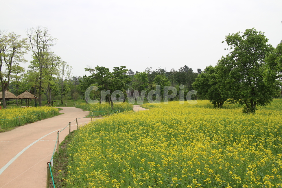 유채길,유채꽃,유채숲,꽃길,들판,노란색,자연,풍경,nature,landscape,grassland,목초지,field,들,outdoors,옥외