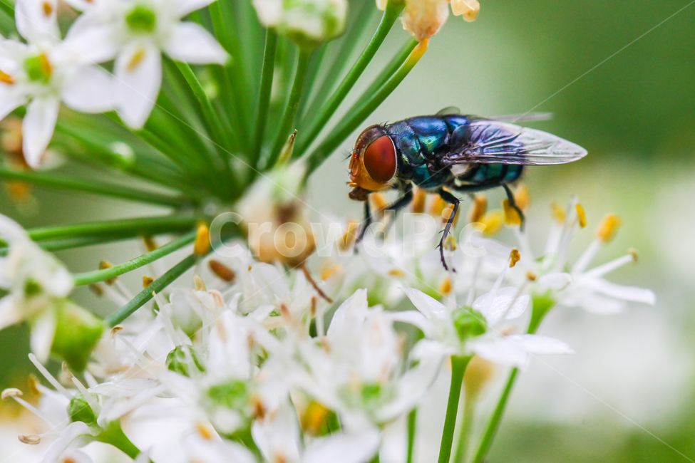파리,곤충,접사,부추꽃,정구지꽃,동물,animal,곤충,벌레,insect,bug
